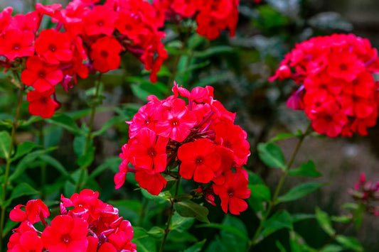 800 Red Drummond Phlox (Phlox Drummondii) Seeds