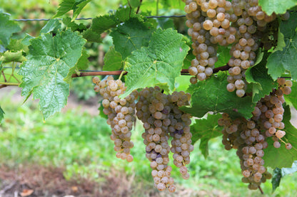 30 Wine Grape (Vitis Viniferia) Seeds