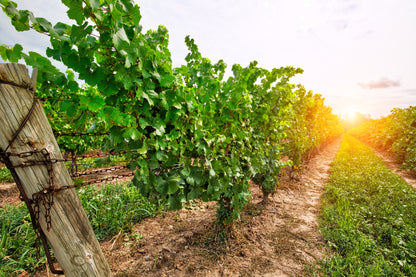 30 Wine Grape (Vitis Viniferia) Seeds