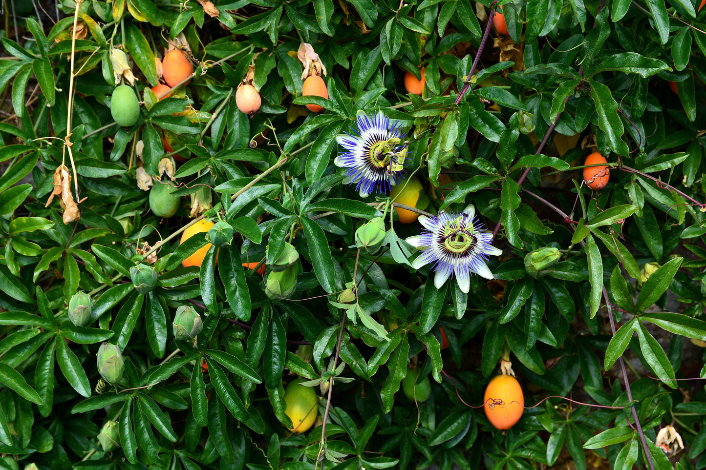 10 Passionflower / Passion fruit (Passiflora Caerulea) Seeds