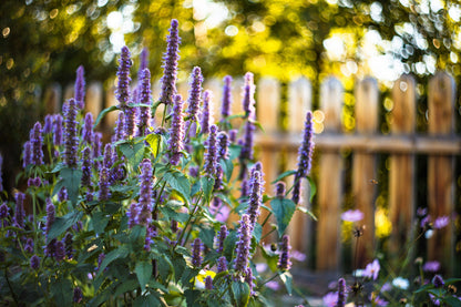 Anise Hyssop (Agastache foeniculum) Seeds – 500 ct