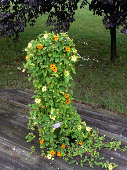 25 Mixed Black Eyed Susan (Thunbergia Alata) Seeds