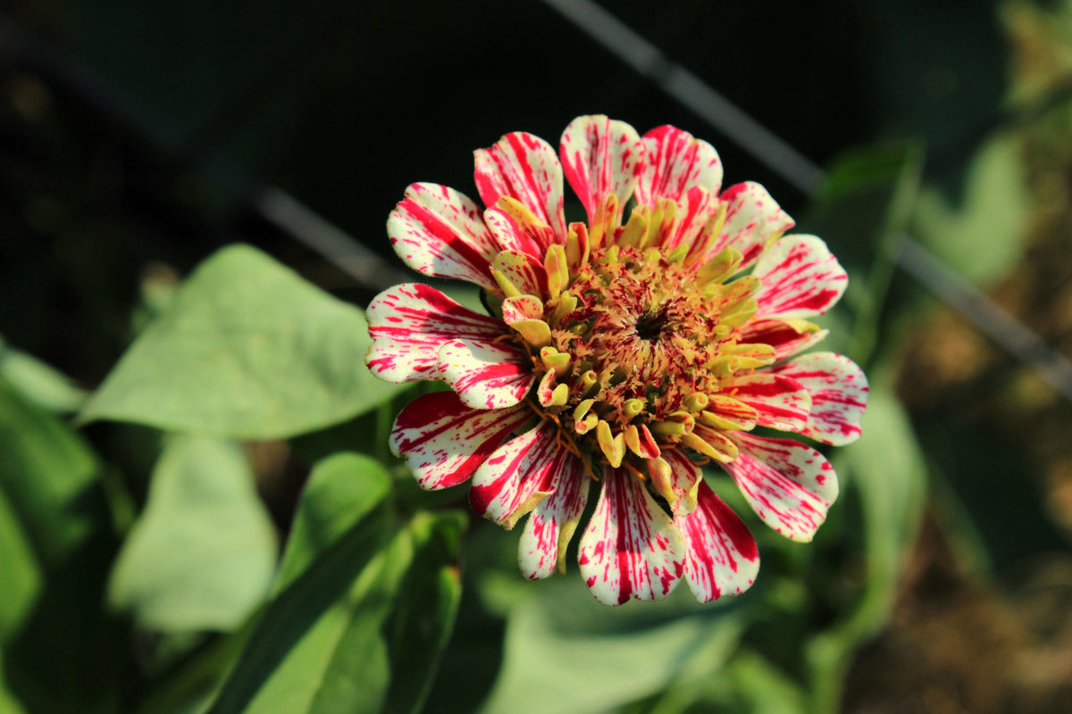 Candy Stripe Zinnia Mix (Zinnia elegans) Seeds – 150 ct
