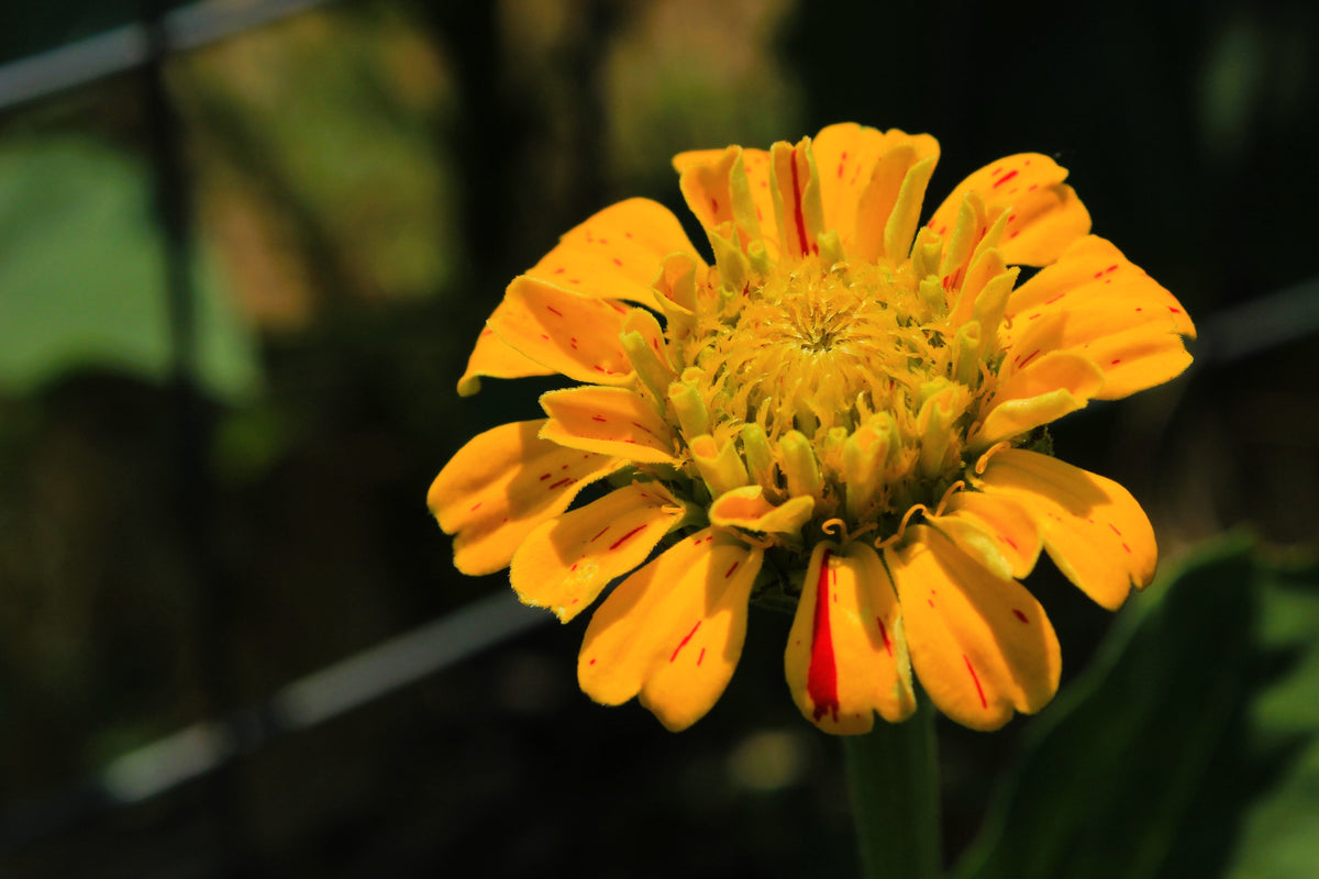 Candy Stripe Zinnia Mix (Zinnia elegans) Seeds – 150 ct