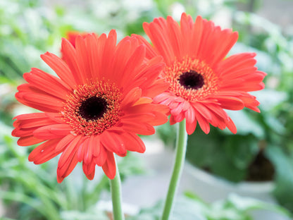 20 Gerber Diasy (Gerbera Jamesonii) Seeds