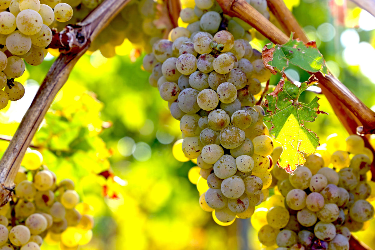 30 Wine Grape (Vitis Viniferia) Seeds