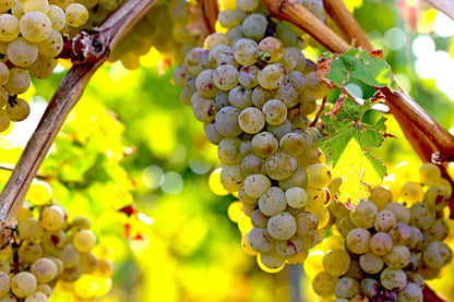 30 Wine Grape (Vitis Viniferia) Seeds