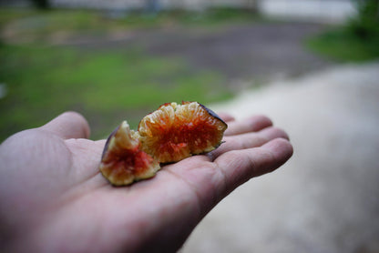 Banyan Fig (Ficus benghalensis) Seeds – 50 ct