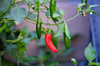 200 Serrano Tampiqueno Pepper (Capsicum Annuum) Seeds