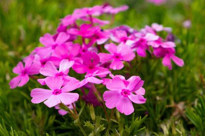 Prairie Phlox Mix (Phlox pilosa) Seeds – 20 ct