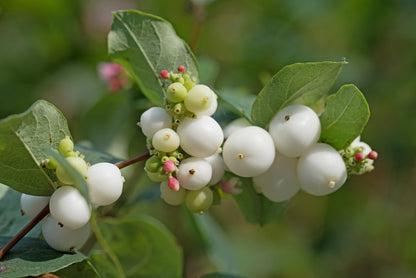 25 Common Snowberry (Symphoricarpos Alba) Seeds