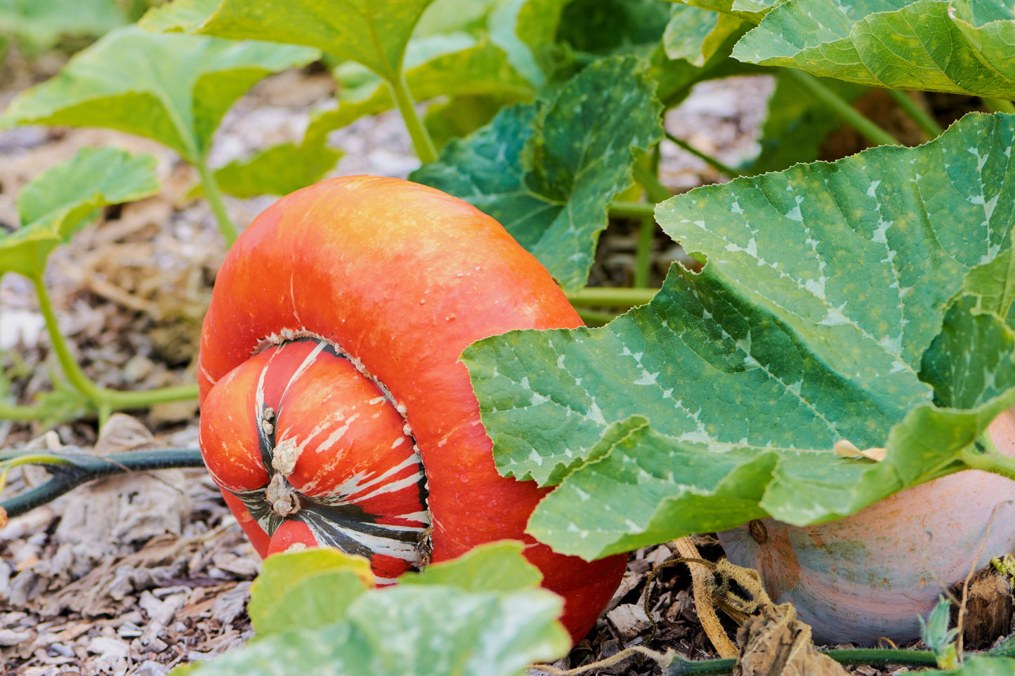 10 American Turks Turban Squash (Cucurbita Maxima) Seeds