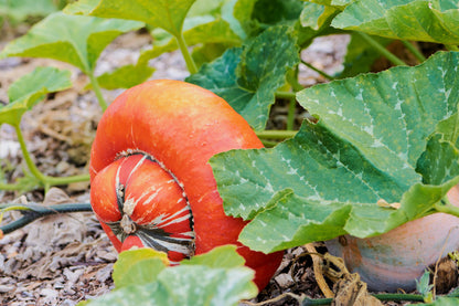 10 American Turks Turban Squash (Cucurbita Maxima) Seeds