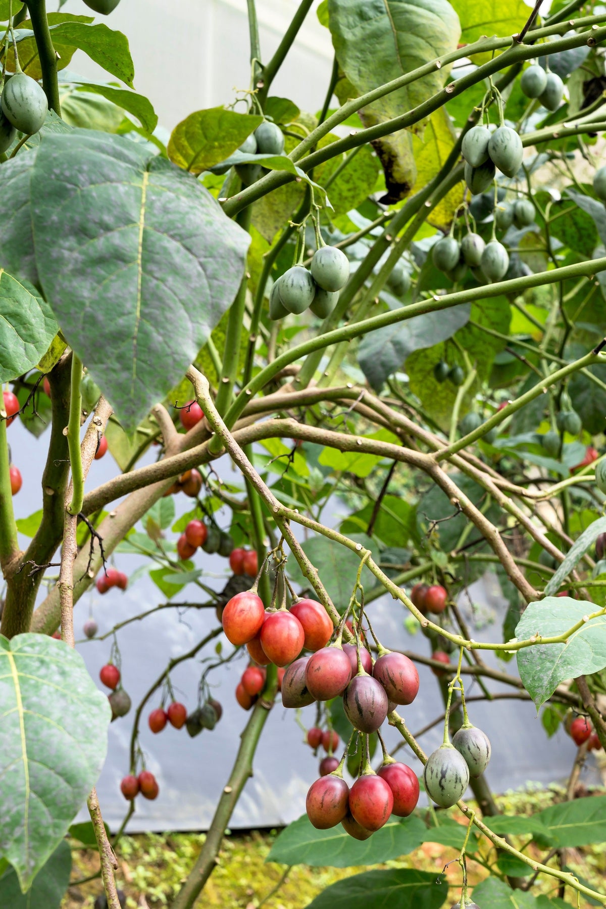 10 Tamarillo (Cyphomandra Betacea Solanum) Seeds