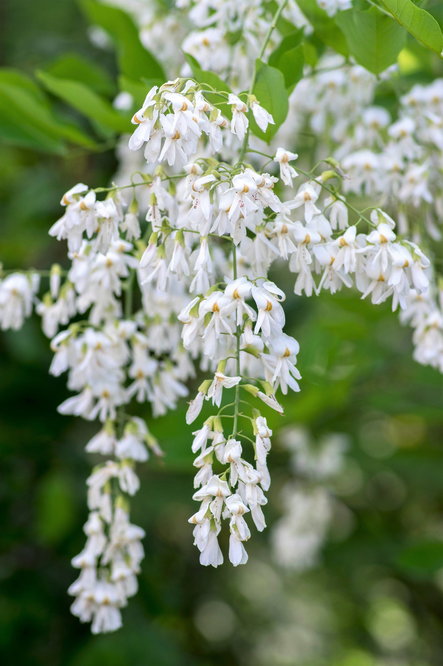 10 Yellow Ash Tree (Cladrastis Lutea Kentukea) Seeds