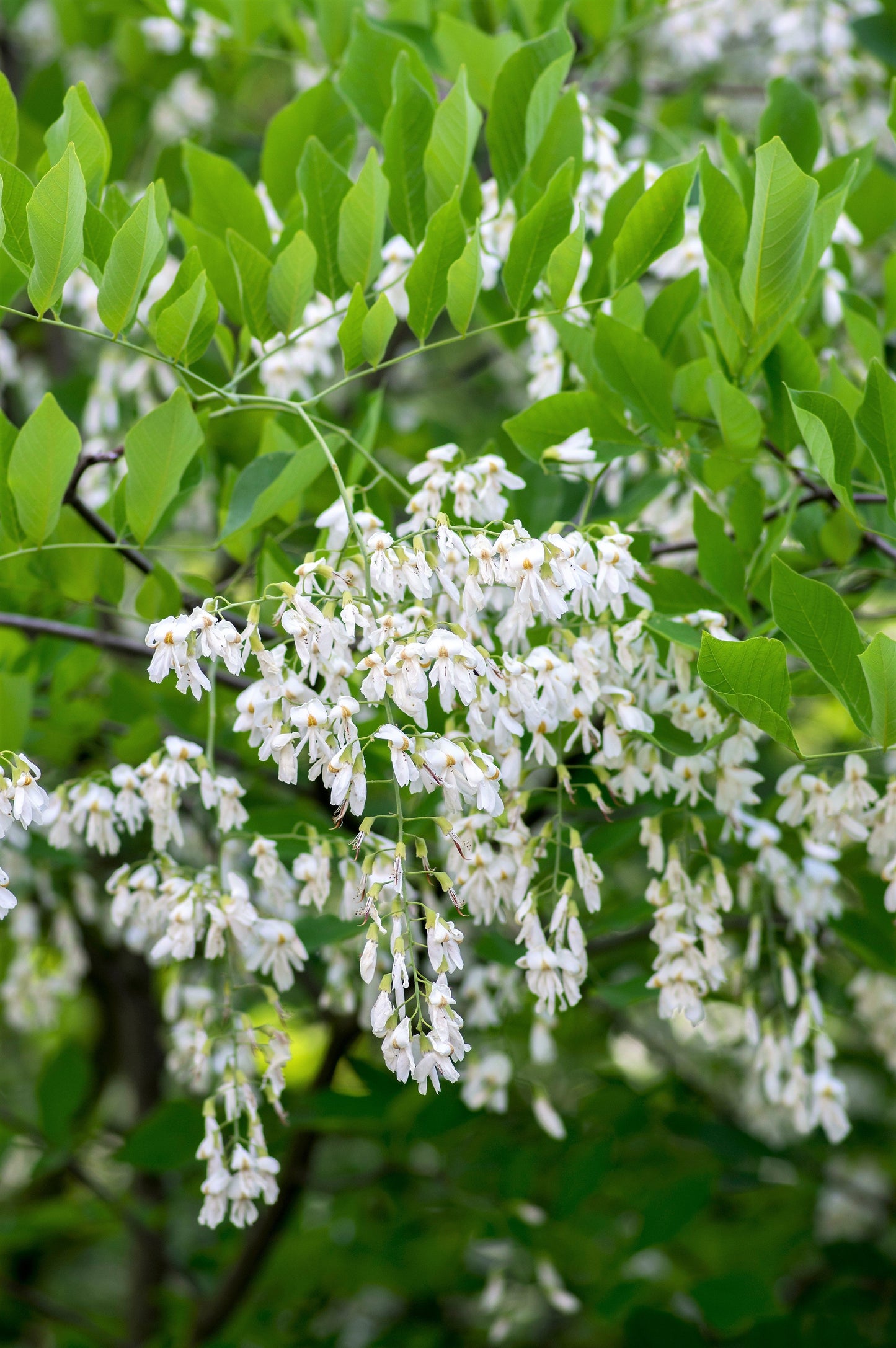 10 Yellow Ash Tree (Cladrastis Lutea Kentukea) Seeds