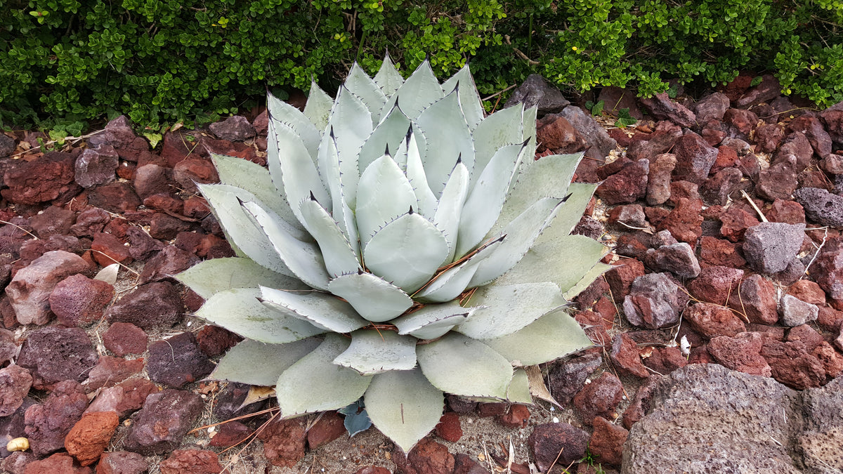 Artichoke Agave (Agave parryi var. huachucensis) Seeds – 5 ct
