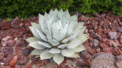 Artichoke Agave (Agave parryi var. huachucensis) Seeds – 5 ct