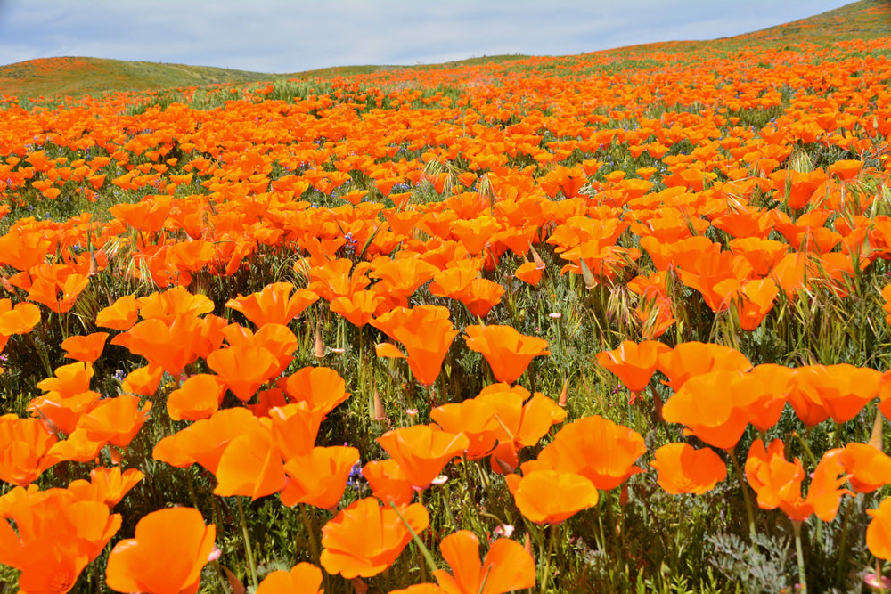 1000 Orange California Poppy (Eschscholzia Californica) Seeds