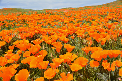 1000 Orange California Poppy (Eschscholzia Californica) Seeds