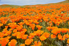 1000 Orange California Poppy (Eschscholzia Californica) Seeds