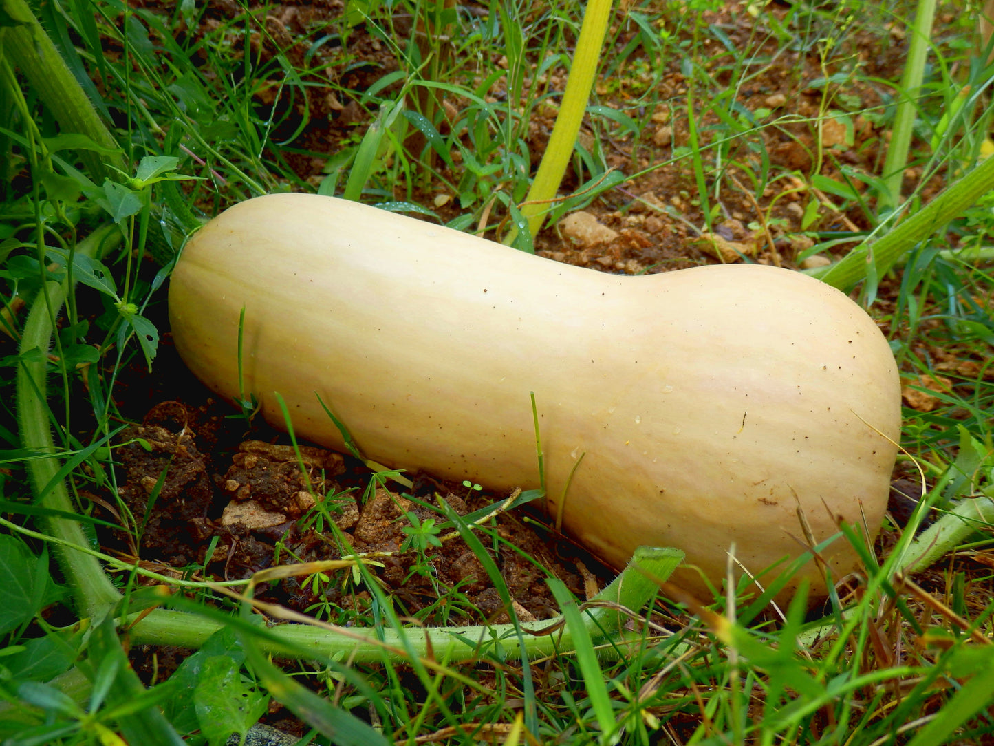 50 Waltham Butternut Squash (Cucurbita Moschata) Seeds