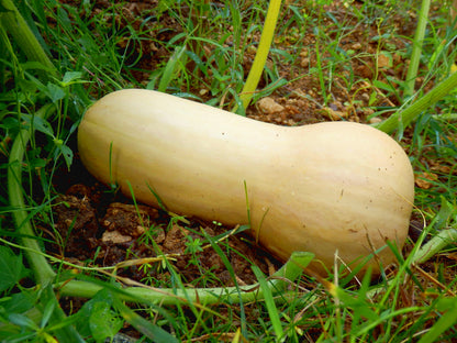 50 Waltham Butternut Squash (Cucurbita Moschata) Seeds