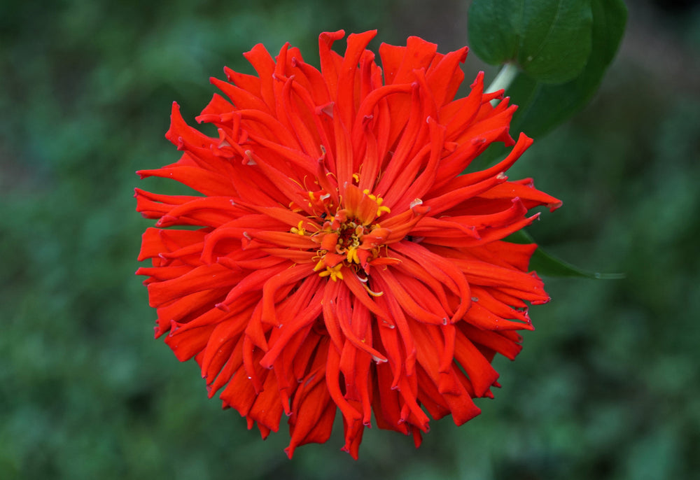 300 Cactus Flowered Zinnia Mix (Zinnia Elegans) Seeds