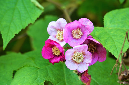 Purple Flowering Raspberry (Rubus odoratus) Seeds – 20 ct