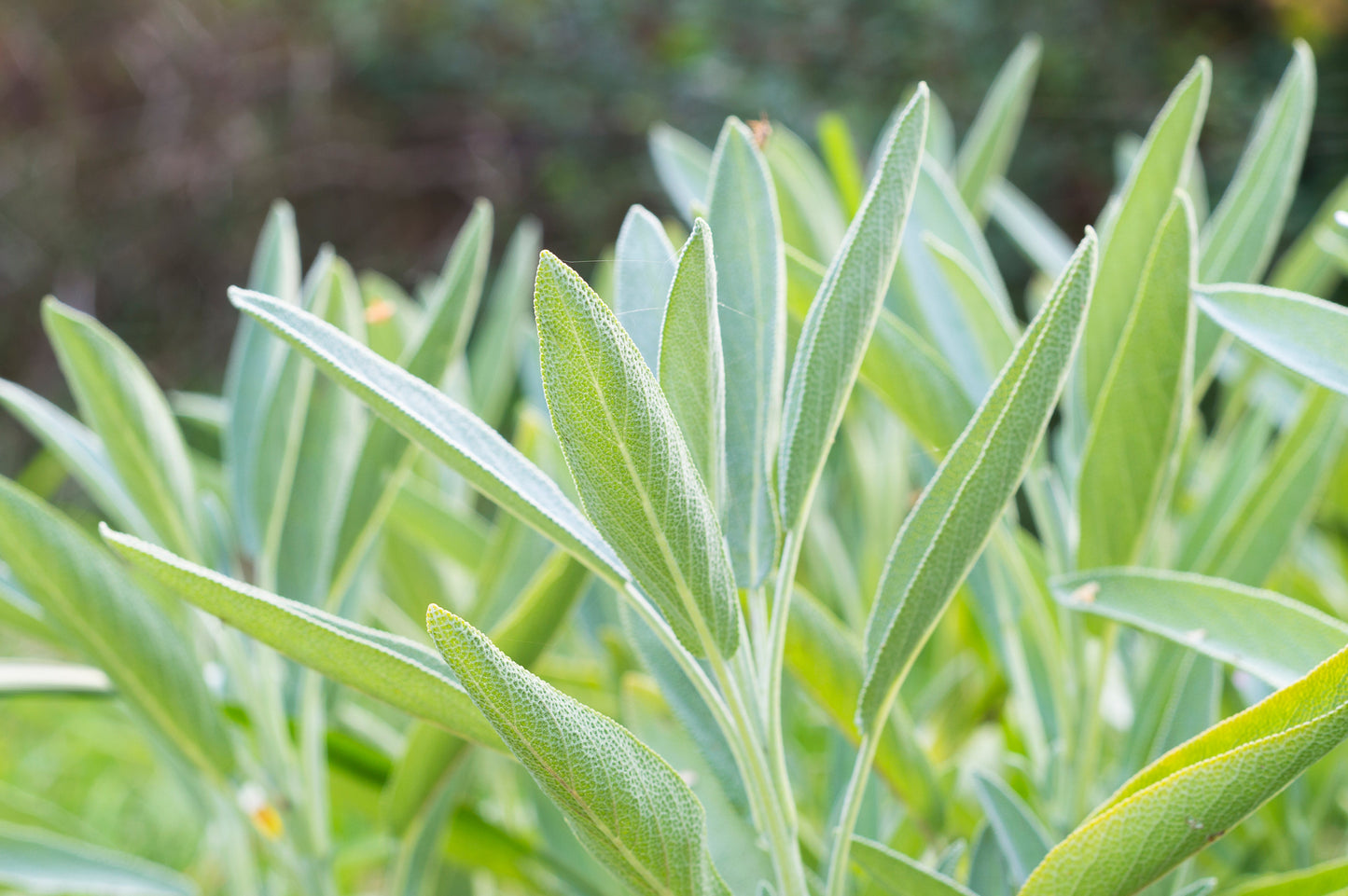 75 White Sage (Salvia Apiana) Seeds