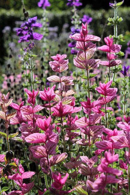 Pink Sundae Clary Sage (Salvia viridis) Seeds – 50 ct