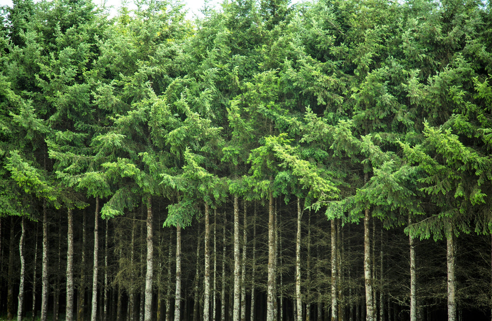 Douglas Fir (Pseudotsuga menziesii) Seeds – 20 ct