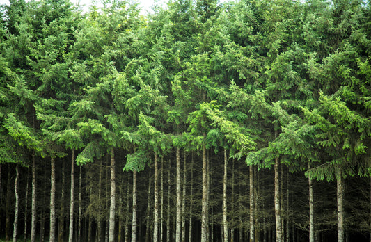 Douglas Fir (Pseudotsuga menziesii) Seeds – 20 ct