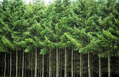 Grow Your Own CHRISTMAS TREE - Douglas Fir ( Pseudotsuga Menziesii ) Gift Packet of Tree Seeds