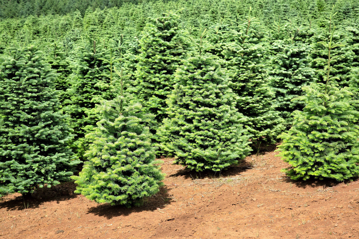 Douglas Fir (Pseudotsuga menziesii) Seeds – 20 ct