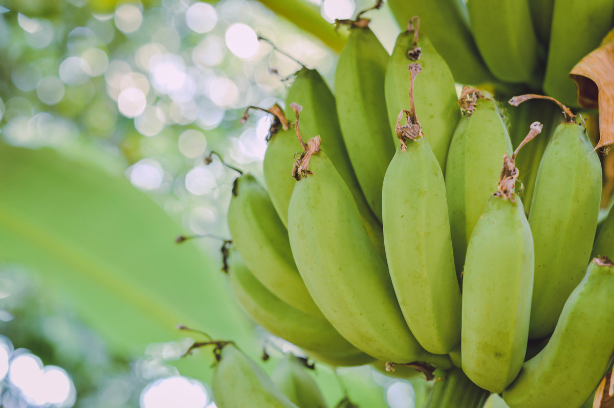 Plantain Banana (Musa balbisiana) Seeds – 5 ct
