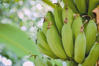 Plantain Banana (Musa balbisiana) Seeds – 5 ct