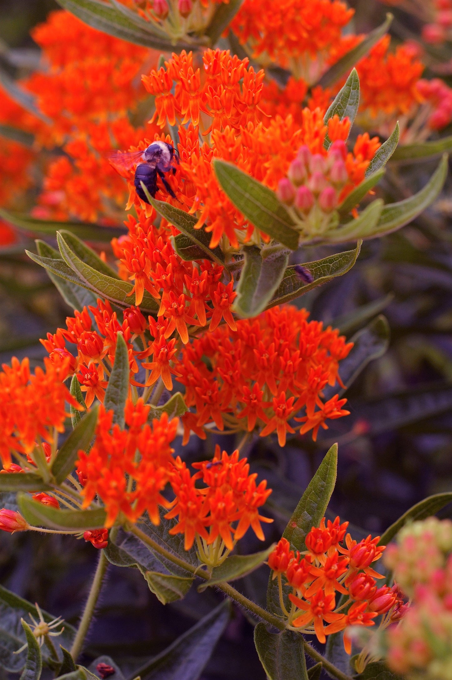 10 'Gay Butterflies' Milkweed (Asclepias Tuberosa) Seeds