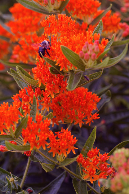 10 'Gay Butterflies' Milkweed (Asclepias Tuberosa) Seeds