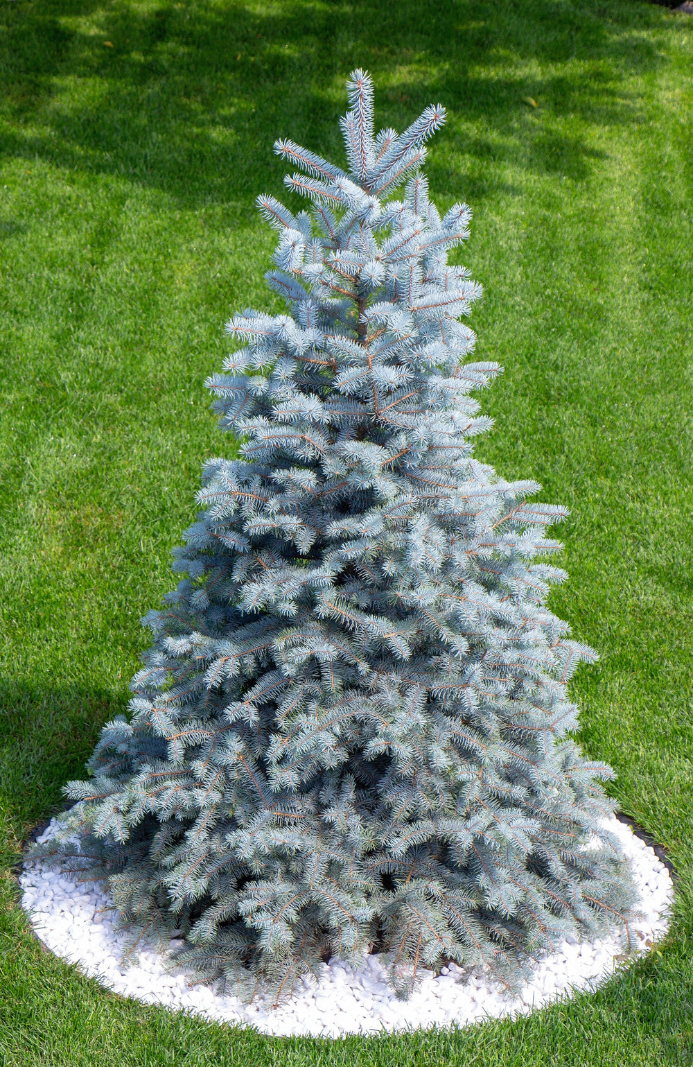 Colorado Blue Spruce (Picea pungens) Seeds – 50 ct