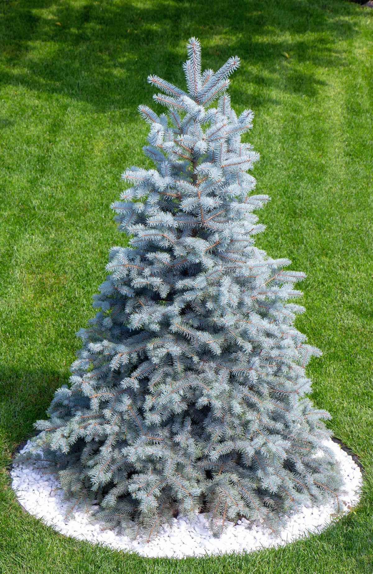 Colorado Blue Spruce (Picea pungens) Seeds – 50 ct