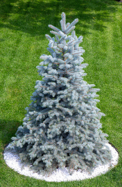 Colorado Blue Spruce (Picea pungens) Seeds – 50 ct