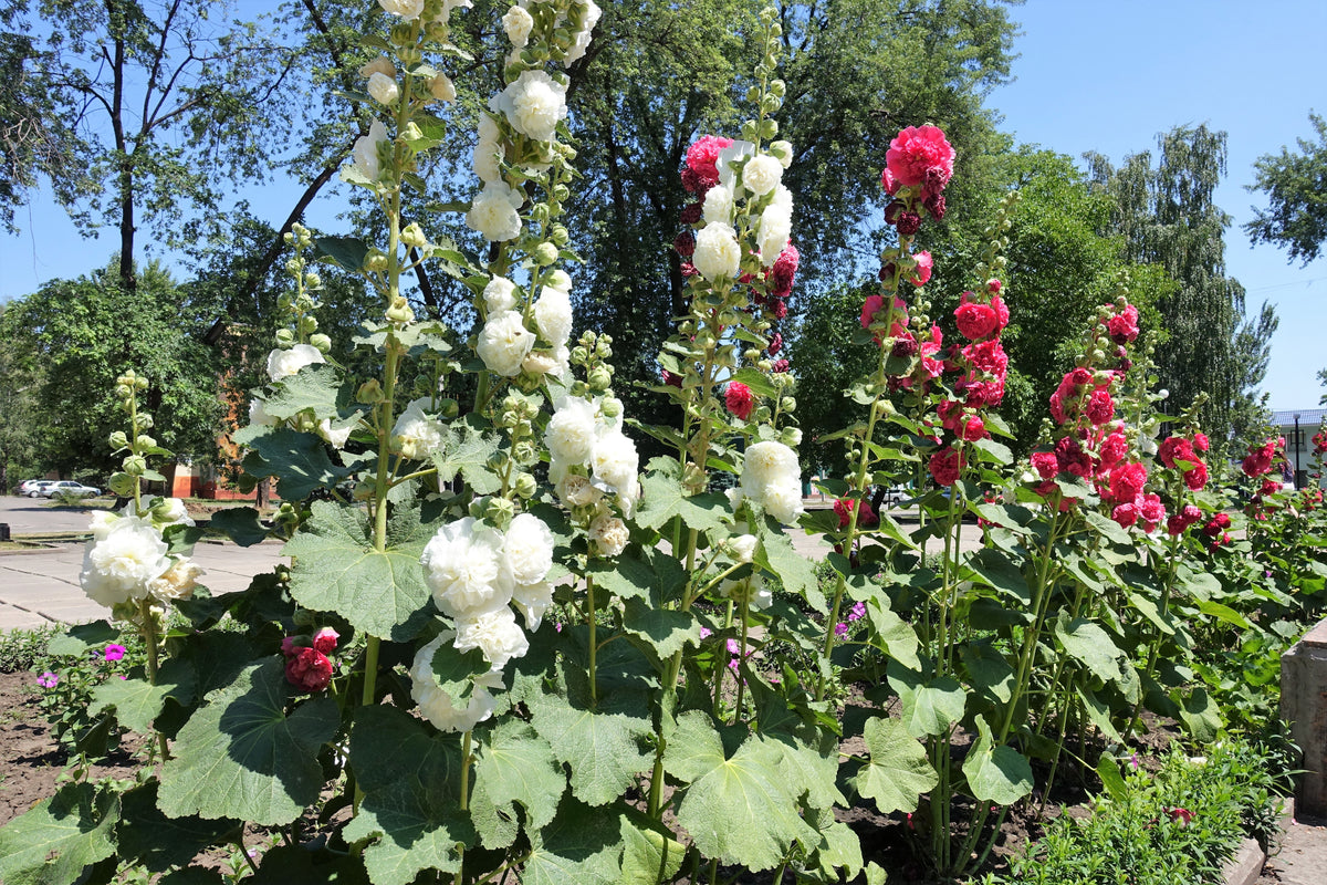 50 SUMMER CARNIVAL HOLLYHOCK Double Mixed Colors Red Pink White Yellow Peach Alcea Rosea Flower Seeds