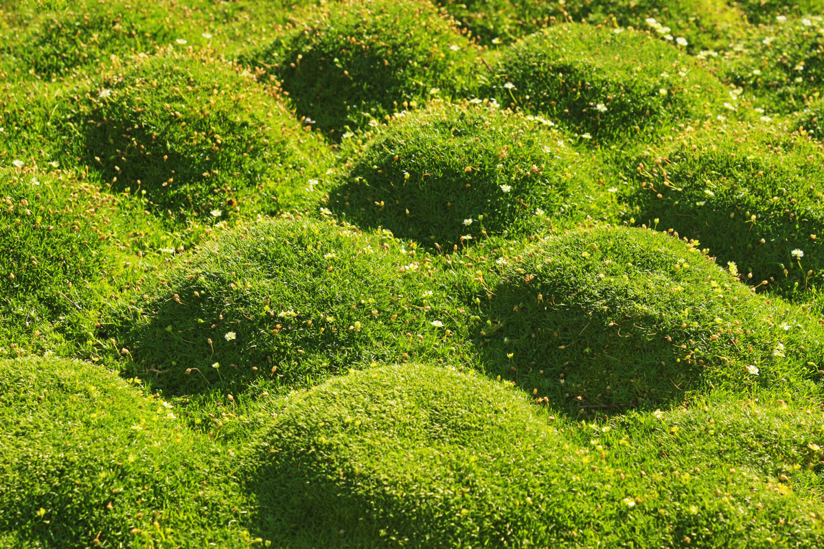 Irish Moss (Sagina subulata) Seeds – 50 ct