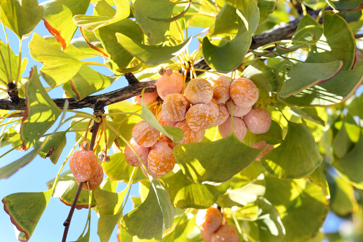 Ginkgo (Ginkgo biloba) Seeds – 10 ct