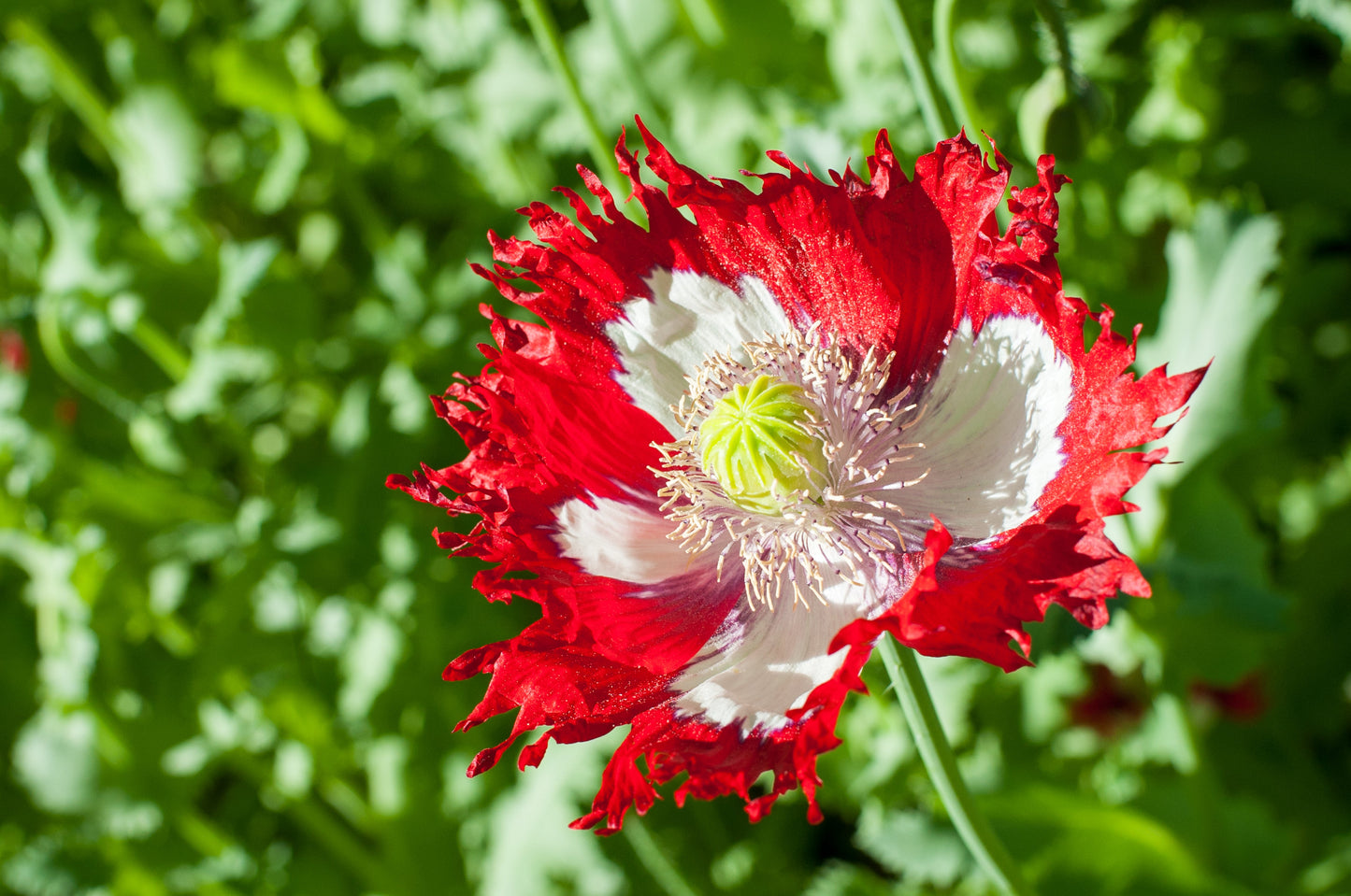 500 Danish Flag Poppy (Papaver Somniferum Danebrog) Seeds