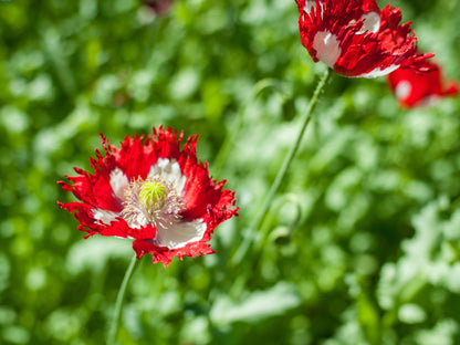 500 Danish Flag Poppy (Papaver Somniferum Danebrog) Seeds