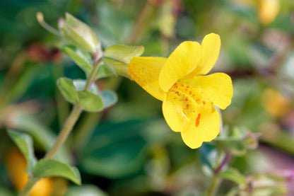 Yellow Monkey Flower (Mimulus guttatus) Seeds – 250 ct