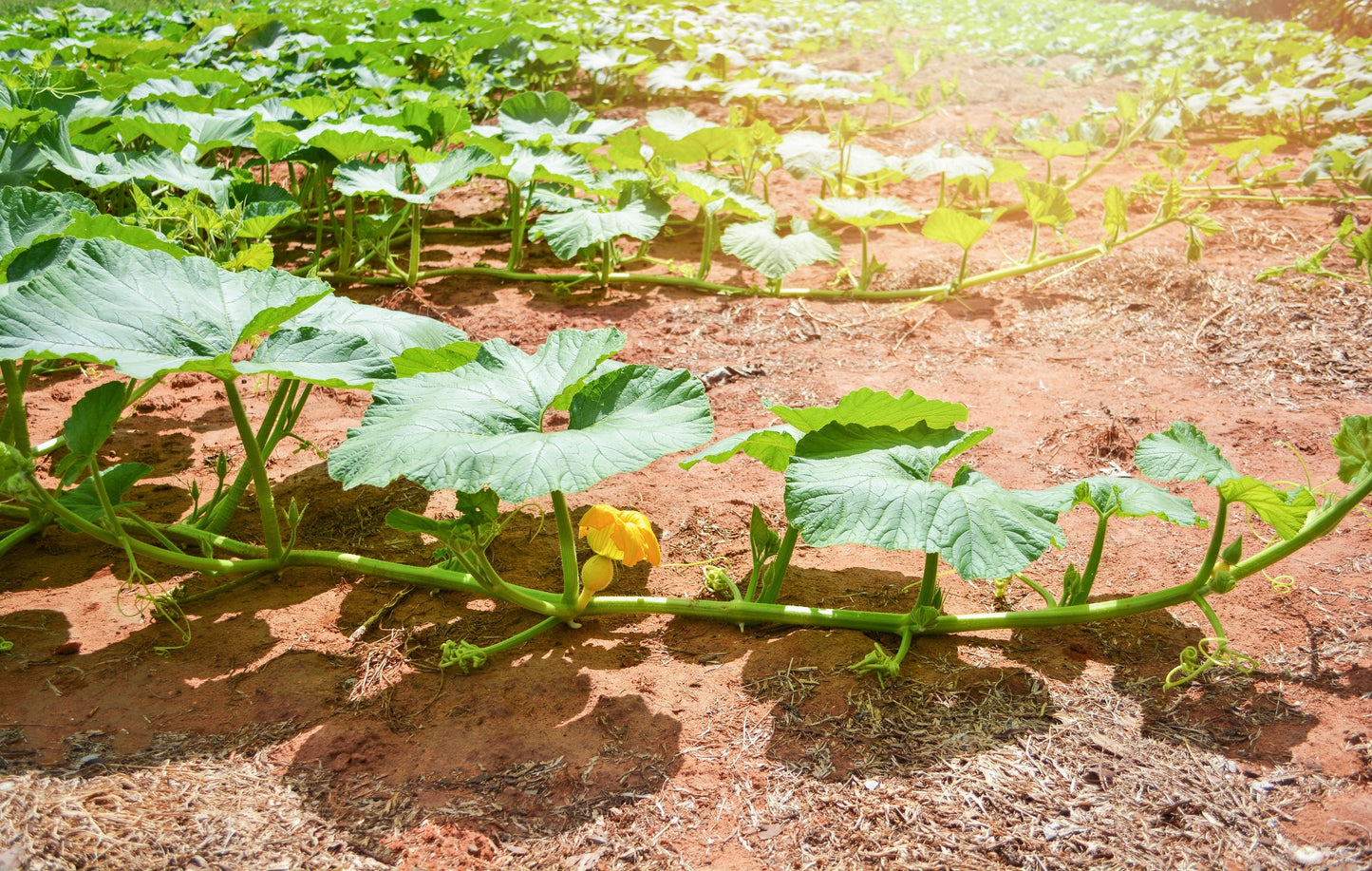 50 Table Queen Acorn Squash (Cucurbita Pepo) Seeds