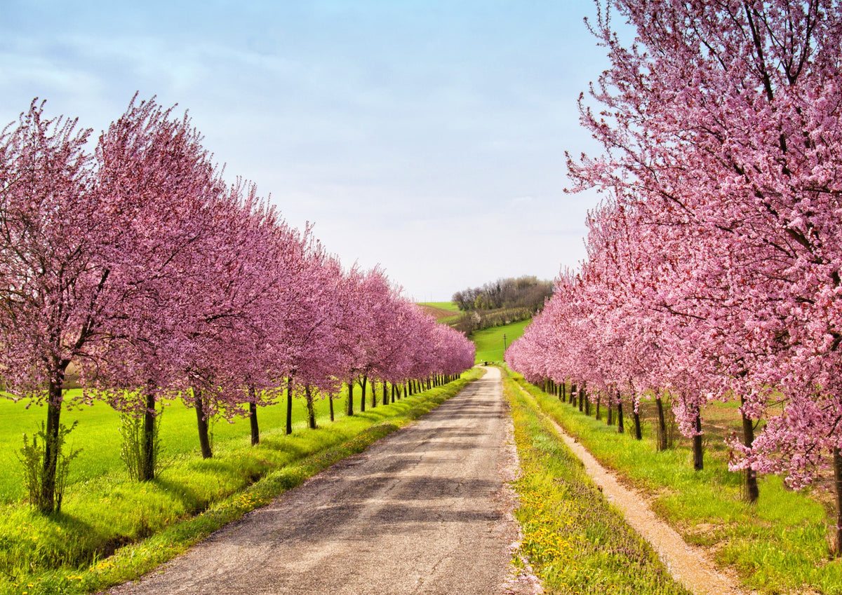3 Nemaguard PeachTree (Prunus Persica) Seeds